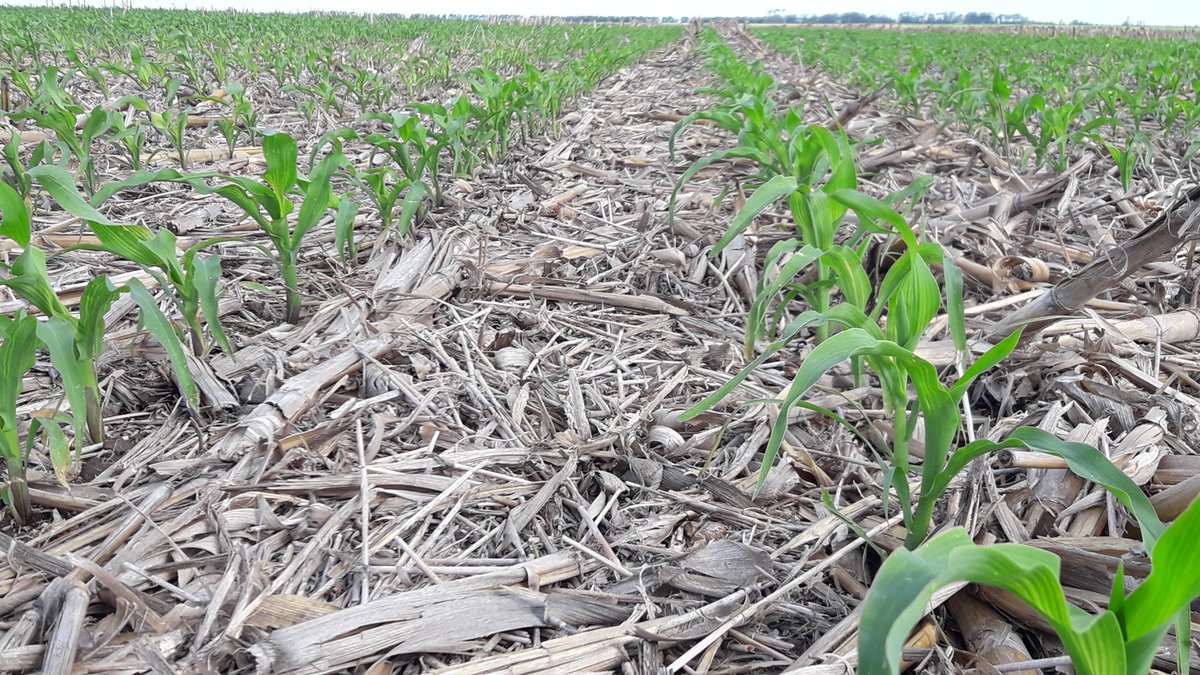 capojua5's tweet photo. Recorrida Maices PIONEER , esperando para aplicación de N , con temperatura y sol nos los para nada . PAMPA - PIONEER https://t.co/yobOUkPsq3