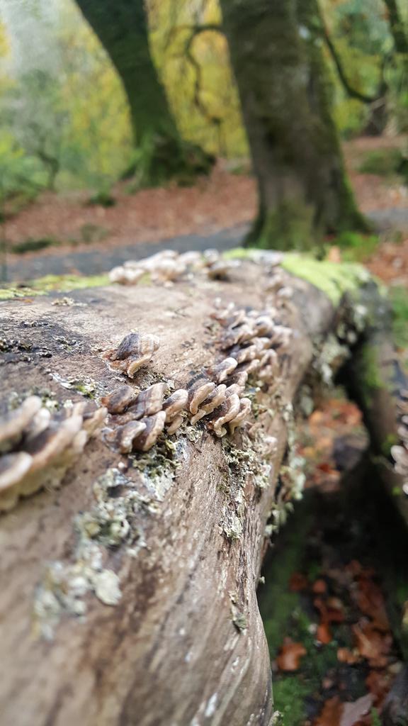 SusanCo123's tweet photo. Great to get out for a walk in the woods. No clues here which season we're in! @WoodlandTrust #nesswoods #visitderry #wildlife https://t.co/9C18YIDyRa