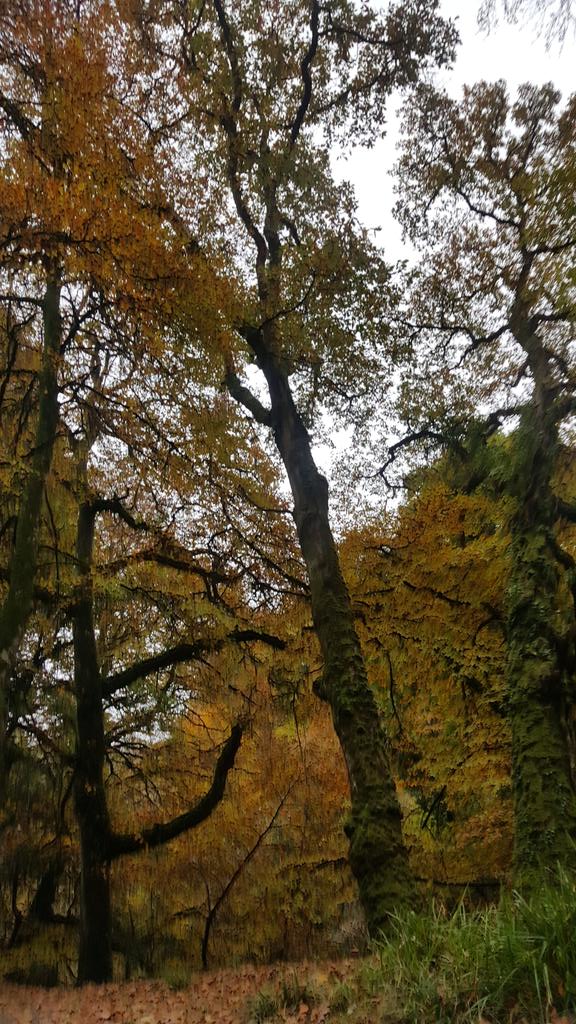 SusanCo123's tweet photo. Great to get out for a walk in the woods. No clues here which season we're in! @WoodlandTrust #nesswoods #visitderry #wildlife https://t.co/9C18YIDyRa