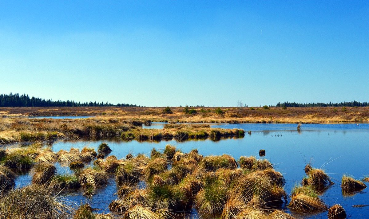 ForestryLS's tweet photo. Tackling the climate emergency: @forestryls peatland restoration project secures vital @scotgov and @nature_scot funding to explore and expand carbon capture projects.
Our experts explain more in today's blog: https://t.co/qwhntIveRa
#ClimateEmergency #Peatlands #ClimateAction https://t.co/jZ5XMN7Qkg