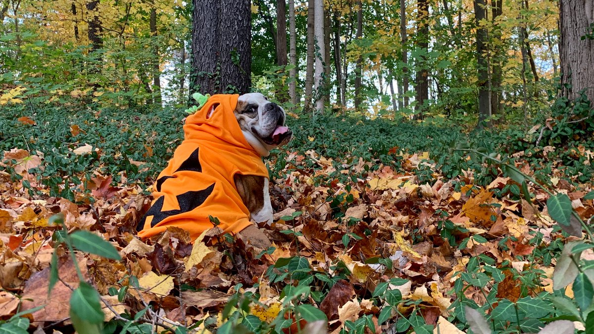 ButlerBlue3's tweet image. I'm the great PUPkin, Charlie Brown! Happy Halloween, Pals! 🎃#Halloween