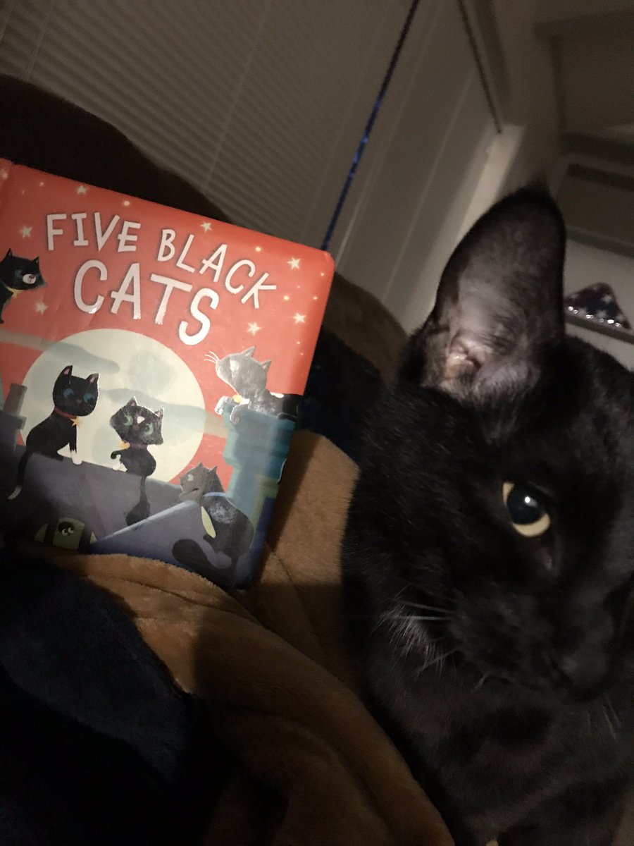 MariahGoober's tweet image. Our spooky morning story! #BlackCatsAreTheBest #SpookyStoryTime