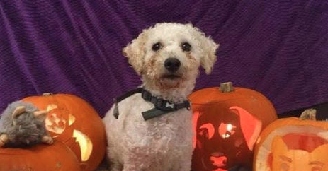 MerseyDogs's tweet photo. Sadly the weather has rained on our Howl-a-ween parade on Saturday so people have sent pictures for a virtual parade. https://t.co/i9uNPn9Qfy

#rescuedogs #RescueIsMyFavouriteBreed #dogs #merseysidedogshome https://t.co/ewc5NHGPhQ