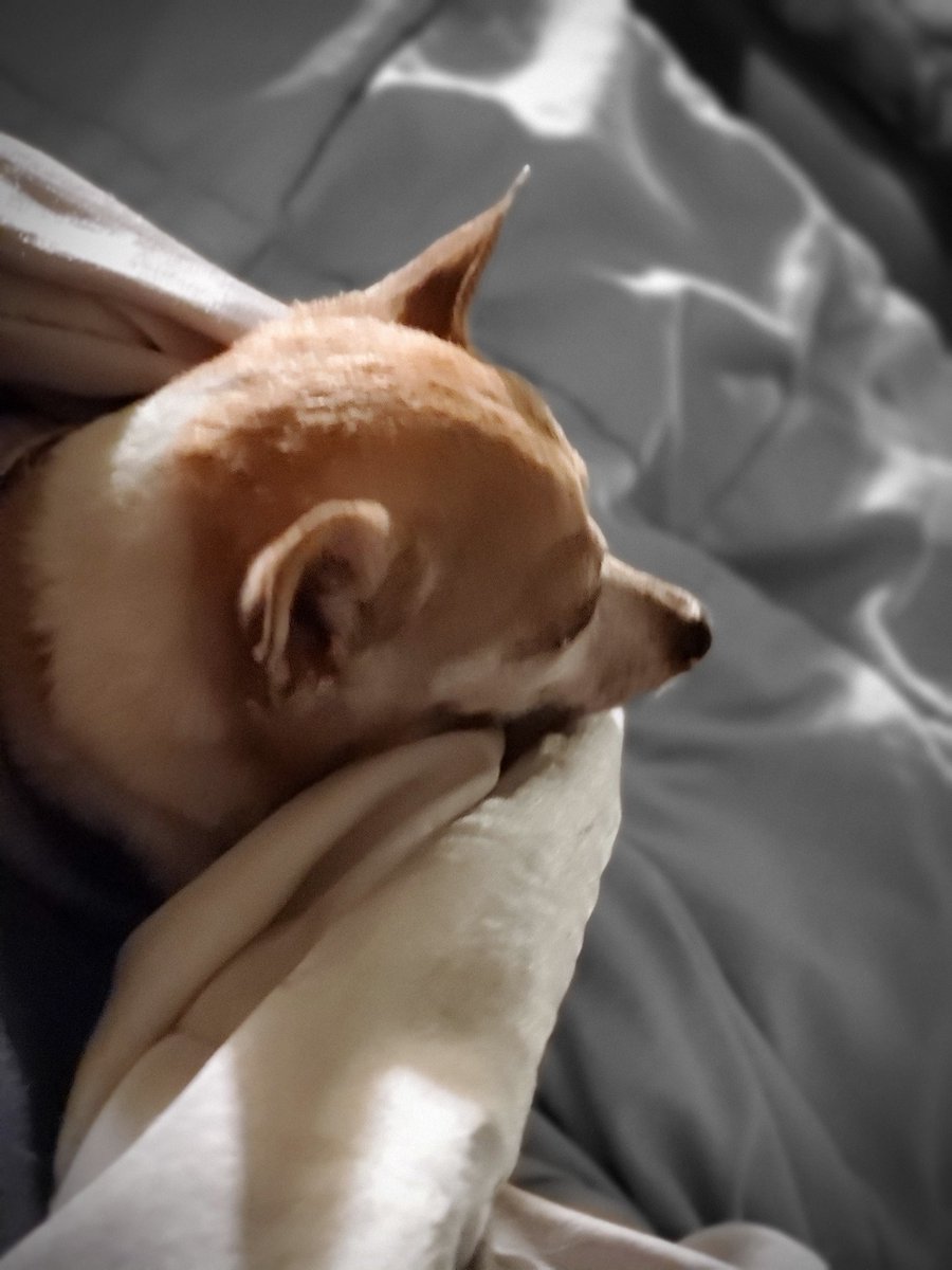 richlewk's tweet photo. When it is cold out we simply stay under the blankets. #chihuahua #Vixen https://t.co/fXigFpcBsG