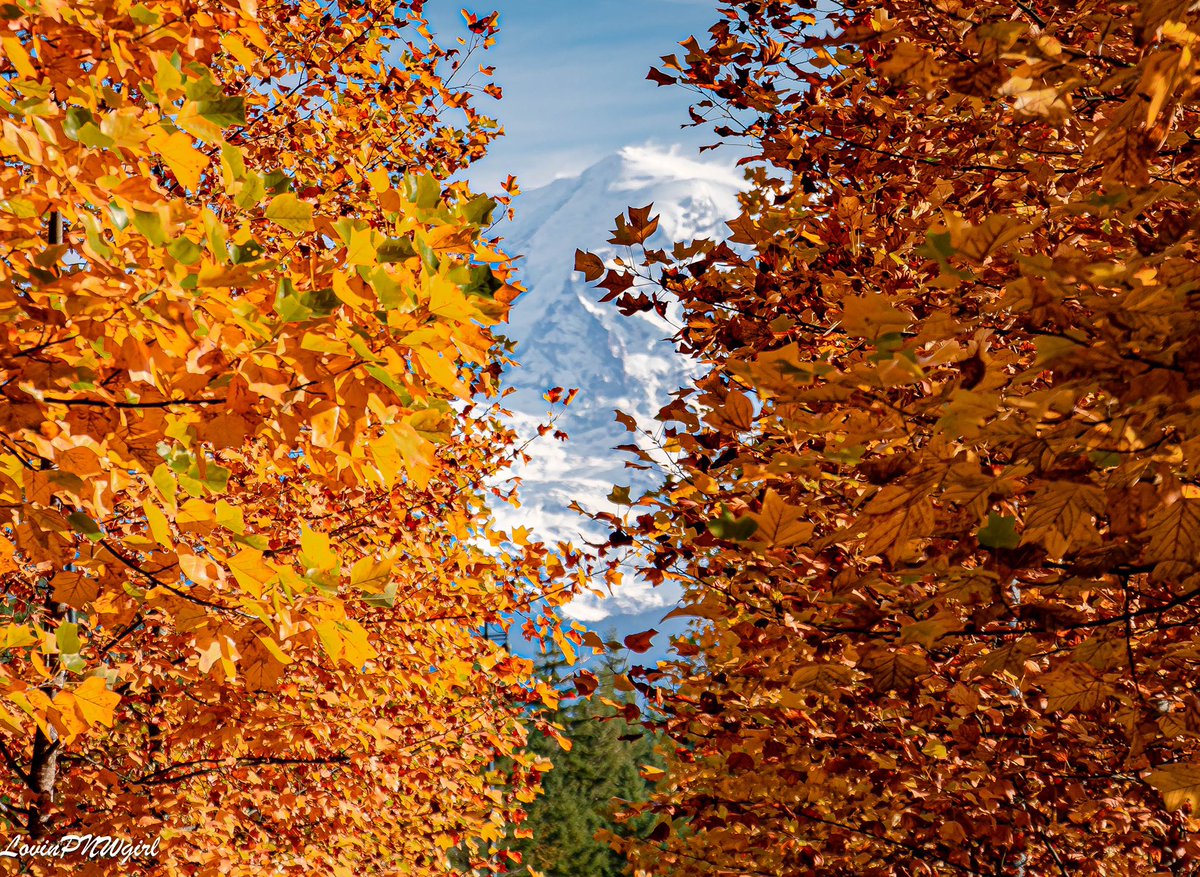 LovinPnw's tweet photo. Mountain + Fall Colors = Perfection @mountrainiernps @mtrainierwatch
.
.
.
.
#mountain #mtrainier #instafall #fallstagram #fall #color #fallleaves #pnwonderland #pnw #pnwlife #pnwliving #october #pnw_shooters #canon #canonfavpic https://t.co/S9ec0oIj3R