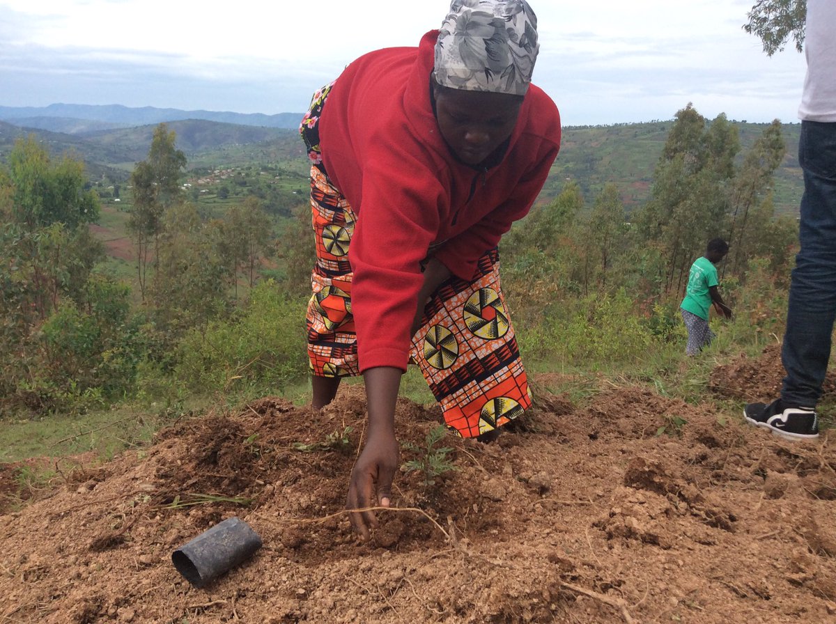 RwandaEmergency's tweet photo. Min @Gkamayirese na Guverineri w’Intara y’Amajyepfo; Gasana K Emmanuel bifatanije n’abaturage bo mu murenge wa Karama, Akarere ka @Kamonyi mu muganda wo gutera ibiti no gusibura imirwanyasuri hasozwa Ukwezi kwahariwe kugabanya ingaruka ziterwa n’Ibiza. #DRRMonth https://t.co/3DibDxxuO2