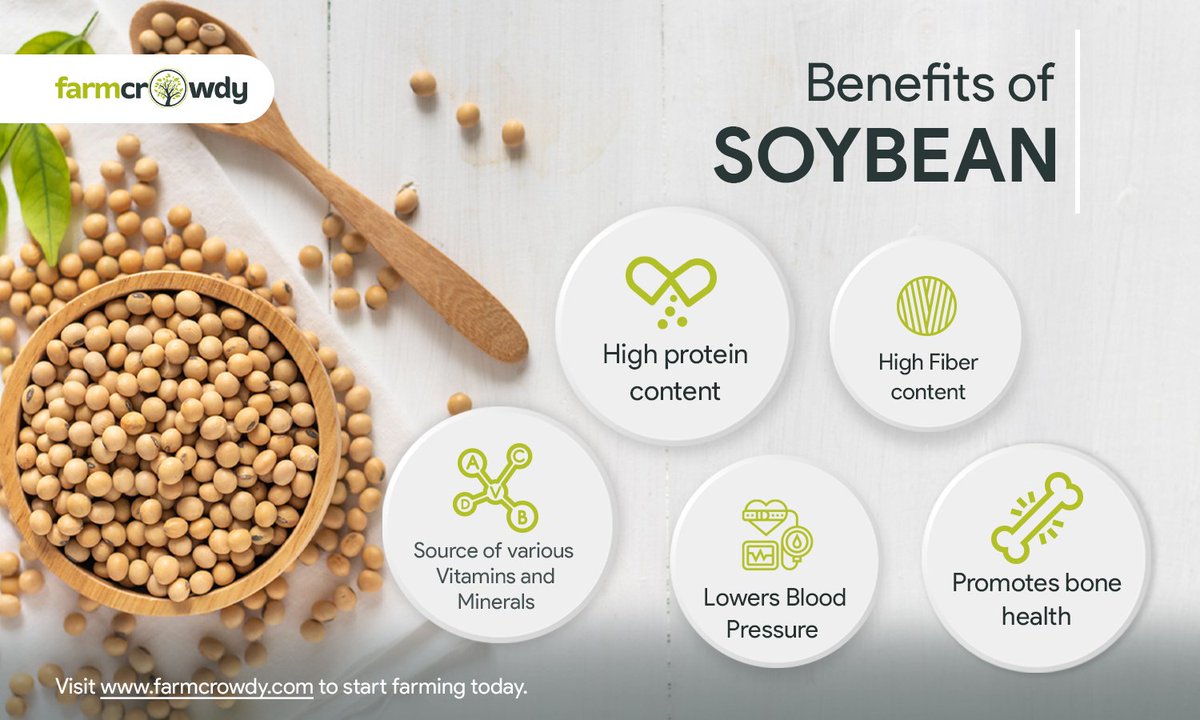 Soya beans or Soybeans is a globally important crop for both human and  animal consumption. It is used in many processed foods and some common  products include Soy milk, Soybean oil, and