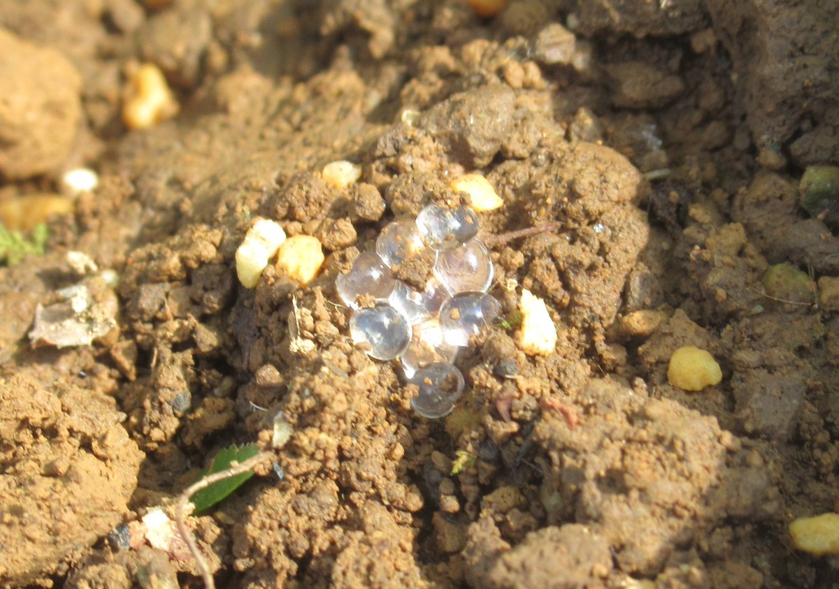 野歩き日記 植木鉢にナメクジの卵がありました 1 くらいで 透明できれいです