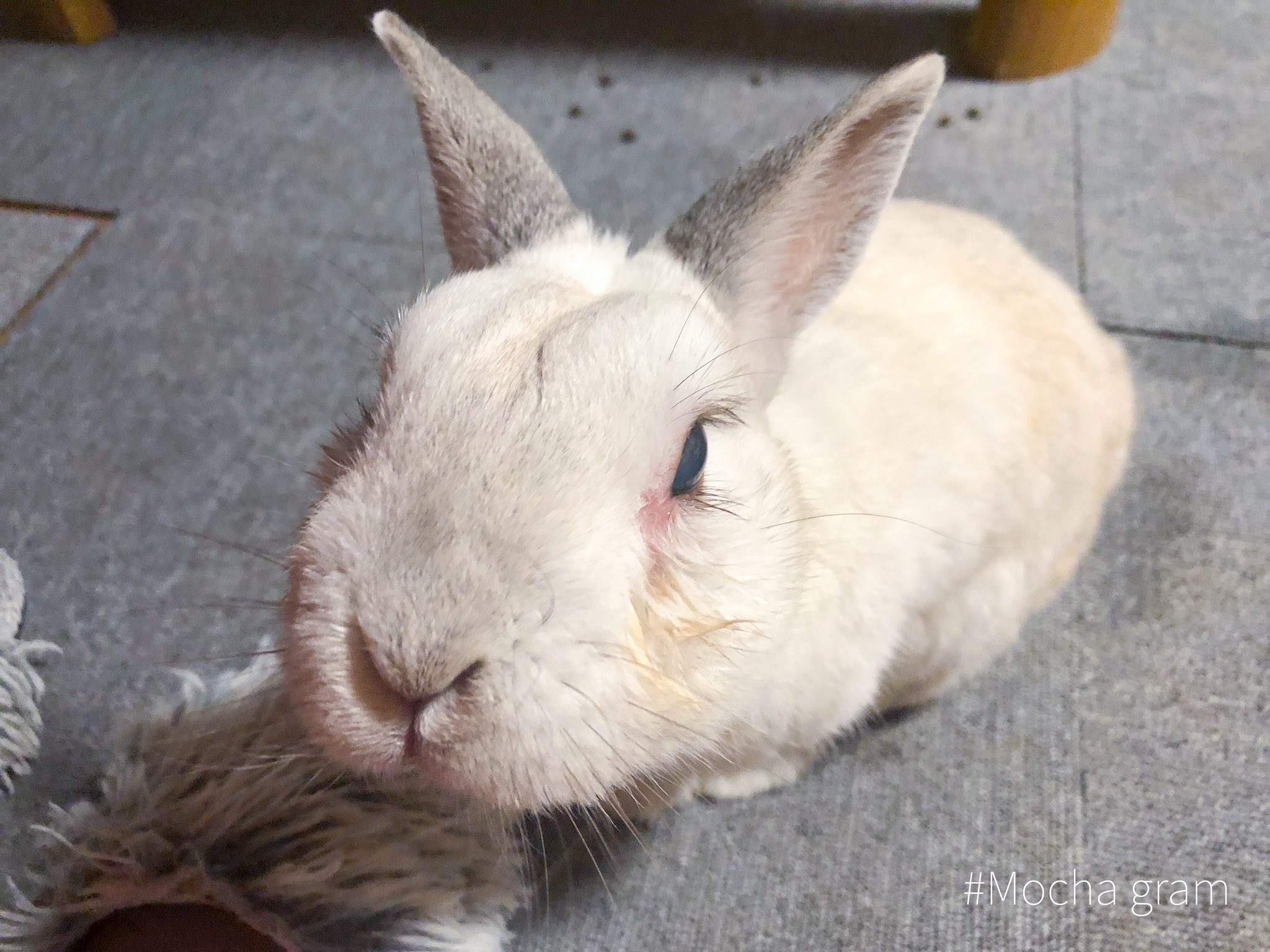 あなうさぎのモカ ヨーキーのノアぐらむ Cmn 9710 Twitter