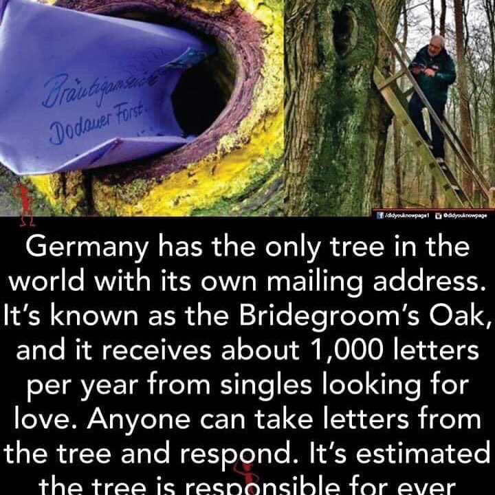 ImaitaRaphael's tweet photo. Single guys here is a good reason to plant more trees with these rains, I will facilitate mailing for perfect match making😉😍🌴🌳🌲#mapenziyamiti #treeslove #treesmatchmaking @kot @ItsJohnMwendaH @Crazy_Nairobian @KennyKaburu @mmeru_Flani https://t.co/UkG7eMzXUh