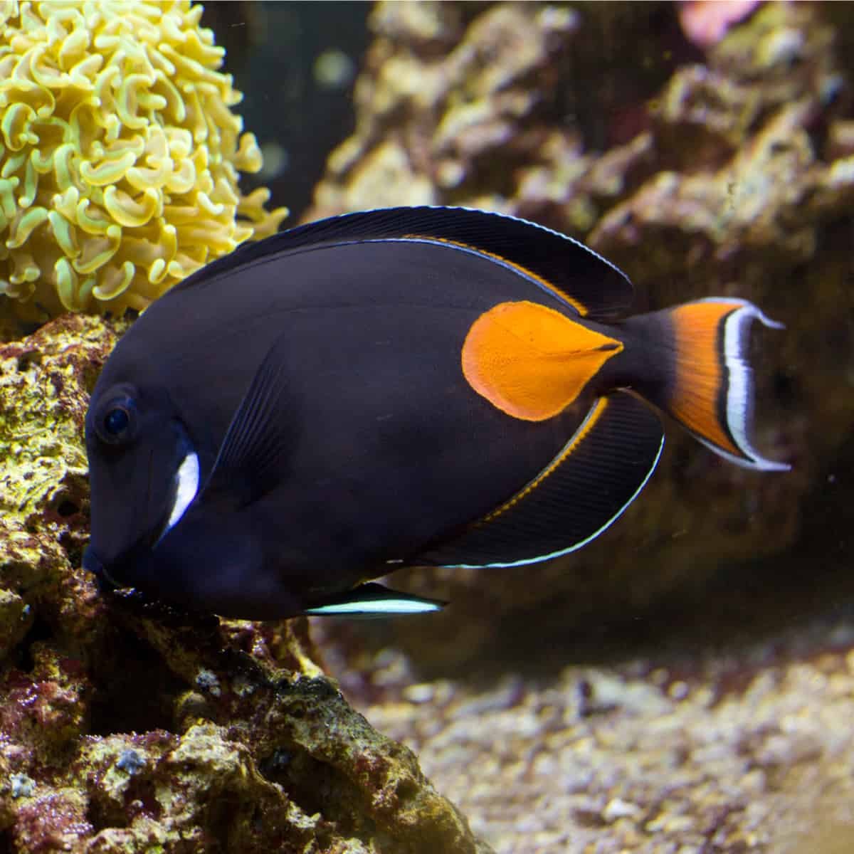 Collecting fish for your tank to bring back Hawaii while on vacation... Photo: AquaLocker reef2reef.com/threads/collec…