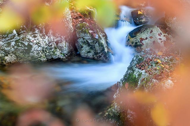 LDS_Nature_Ph's tweet photo. Autumn, finally / Finalmente l'autunno! :) © Luca De Siena - All rights reserved

#paesaggio #autumn #colors #leaves #herbst #landscape #woods #bosco #cascata #fiume #ruscello #longexposure #water #acqua #waterfall #nature #natura #naturephotography #lan… https://t.co/J6LvSCUJNz https://t.co/QEBuLRsihF