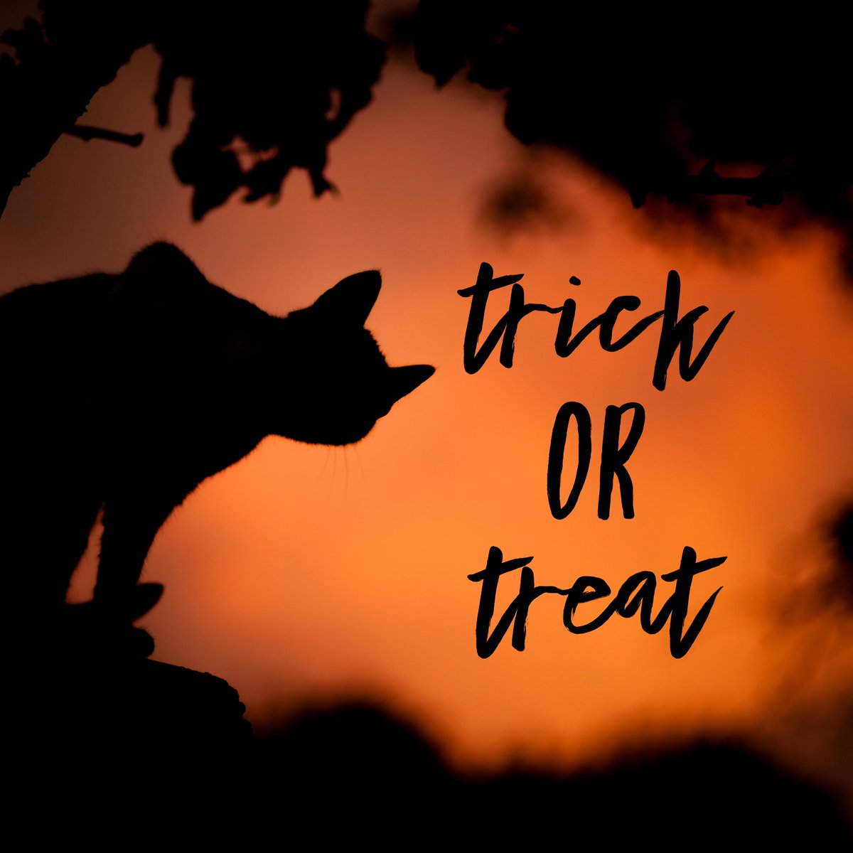 TheKidliterati's tweet photo. Time for all ghosts and ghouls to read.

Reaching Readers with Halloween Books That Feature Diversity! #Archive https://t.co/uFXSCGgst8 https://t.co/u6LB2TcGiX