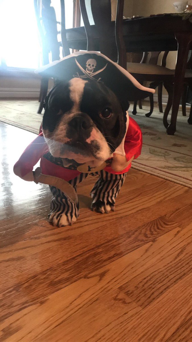 DKennedy_OC's tweet photo. Happy Halloween from Vito the pirate! A big thanks to Sam’s coworkers for the surprise costume! 😂 #argghhh https://t.co/1IHcXYHonZ