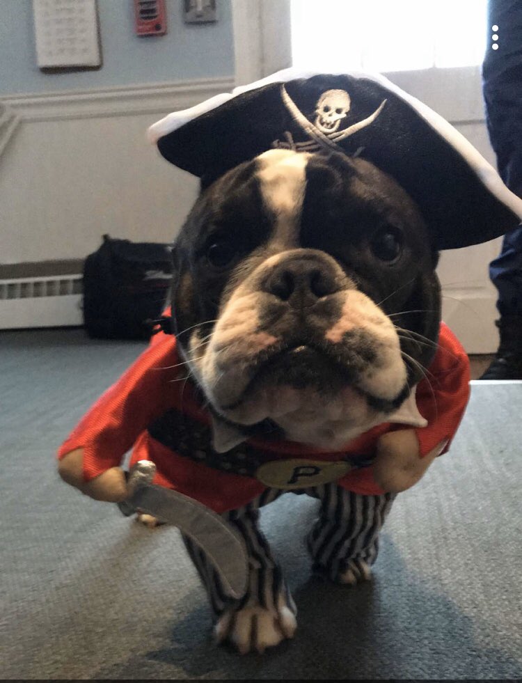DKennedy_OC's tweet photo. Happy Halloween from Vito the pirate! A big thanks to Sam’s coworkers for the surprise costume! 😂 #argghhh https://t.co/1IHcXYHonZ