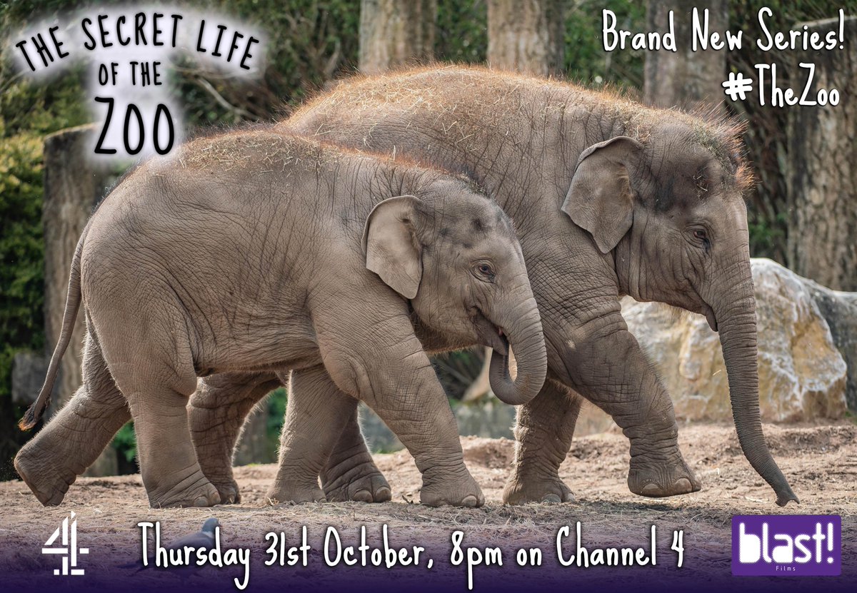 IT'S BACK! 🦒🐘🦓🐵
Tonight, <a href="/Channel4/">Channel 4</a>, 8pm
Prepare to be charmed, intrigued &amp; entertained as cutting edge cameras once again lead us into the places that <a href="/chesterzoo/">Chester Zoo</a> visitors never get to see.
#thezoo #secretlifeofthezoo #chesterzoo #channel4