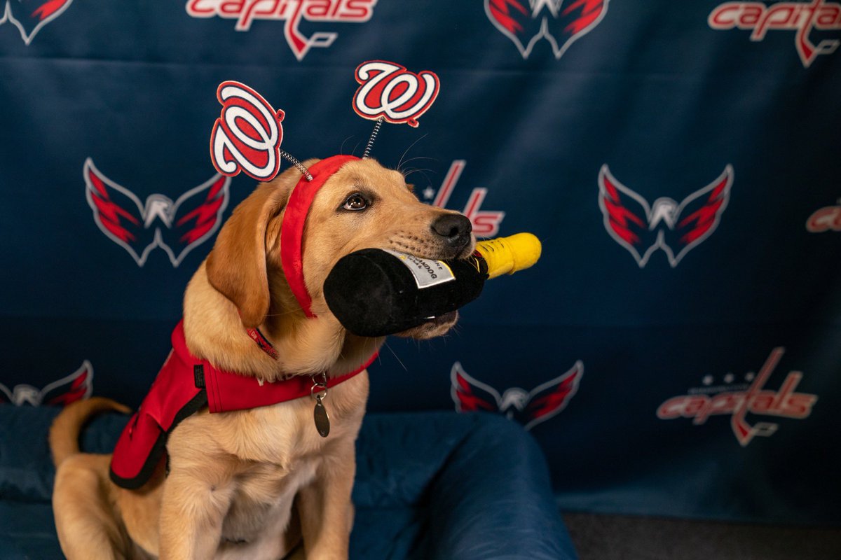 CapsPup's tweet photo. am i doing this right ? @Nationals @Capitals 

last night —————-> this morning https://t.co/ehAKUCdppp