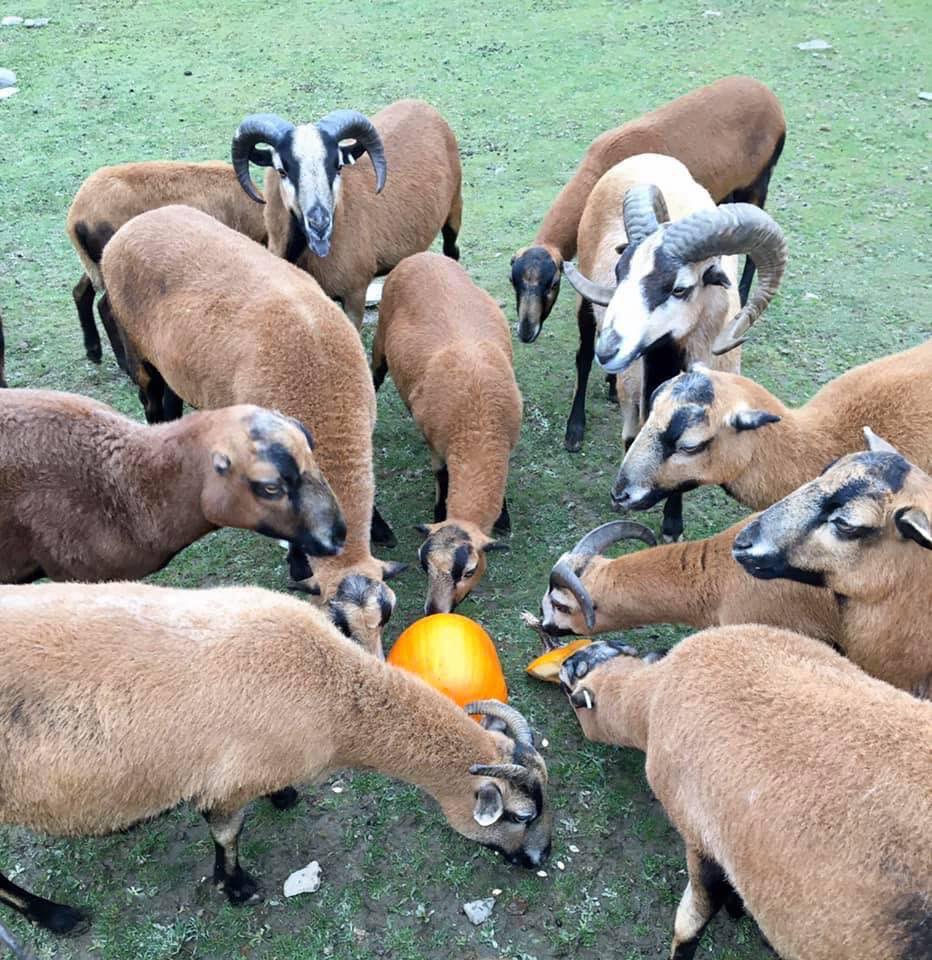 AnimalAdvPark's tweet photo. #HappyHalloween 

The past week, keepers were asked to use all pumpkins on property for the enrichment of the animals!
What they succeeded in doing was of course stimulating both body &amp; mind (enrichment) but also capturing some great candid shots of our critters!Tricks &amp; Treats! https://t.co/RgsPJQNdJs