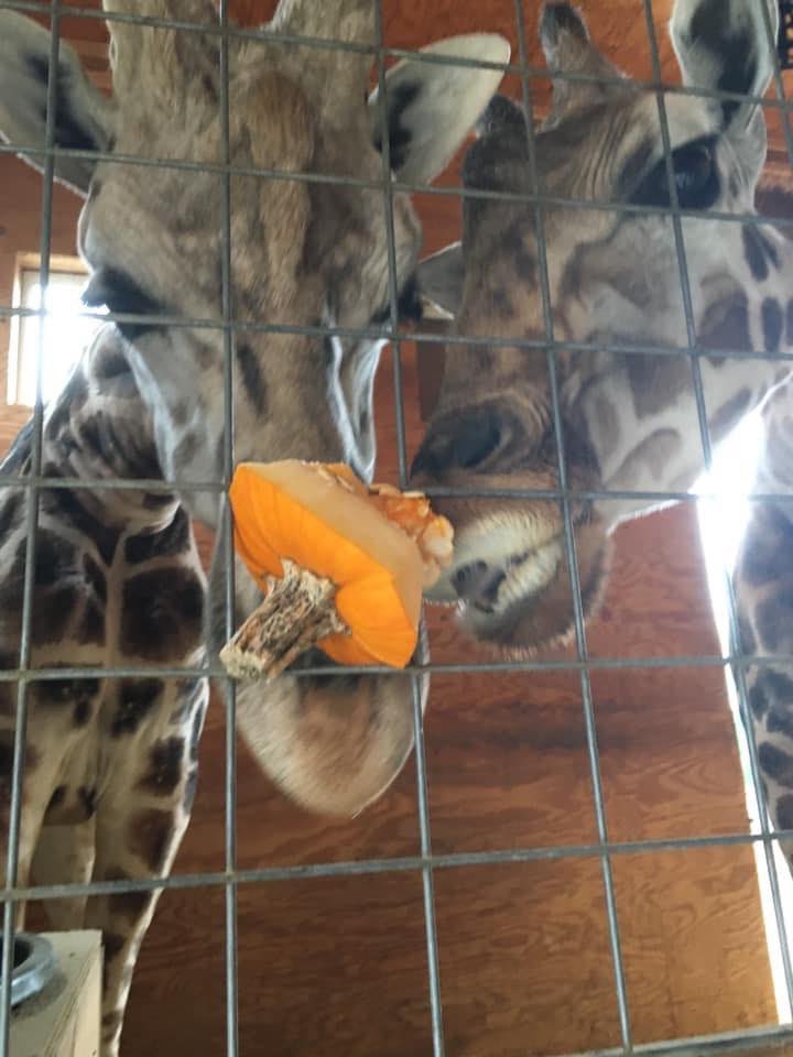AnimalAdvPark's tweet photo. #HappyHalloween 

The past week, keepers were asked to use all pumpkins on property for the enrichment of the animals!
What they succeeded in doing was of course stimulating both body &amp; mind (enrichment) but also capturing some great candid shots of our critters!Tricks &amp; Treats! https://t.co/RgsPJQNdJs