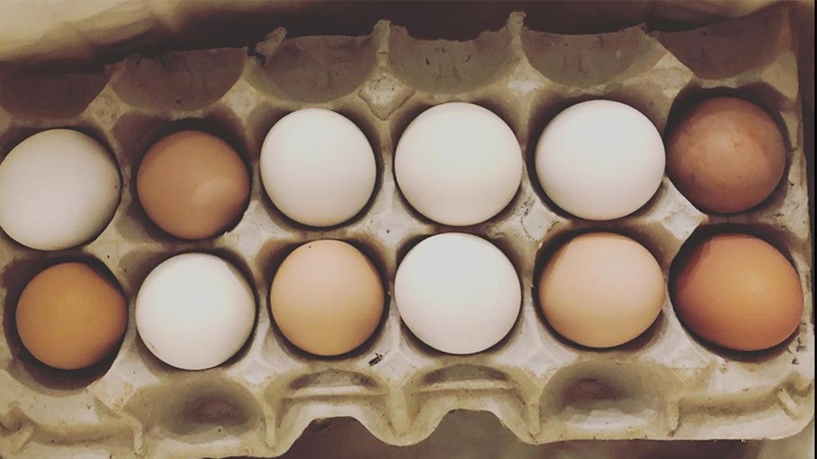 growingamerica.com/features/2019/…
Thoughts from a Farmer on the Cage-Free West Coast🥚

"True change brings from within, not from fiat.”

#KellyHaddock
#HarrisonHomestead
#Chickens
#LegislationandRegulatory