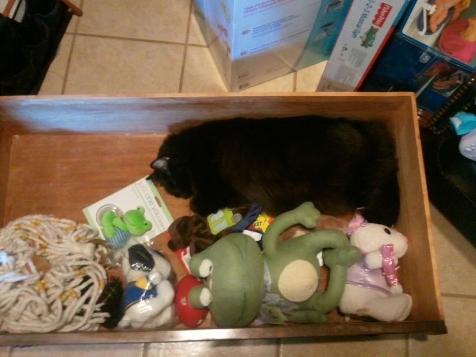 Happy Halloween from all of us <a href="/CatSpotLitter/">CatSpot</a> #cats #CatsOfTwitter #ThursdayThoughts #halloween2019 #CatsRule #cats_of_world