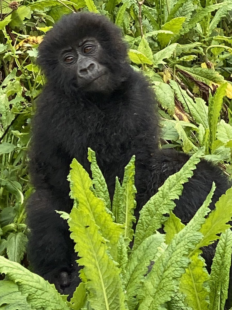 RobinGanzert's tweet photo. Best day ever tracking the Umpano #gorilla family in #Rwanda! Met handsome silverbacks, mischievous teens and an adorable baby!  @AmericanHumane #conservation #endangered #species #gorillas 💕 https://t.co/0Uxd48Ymt7