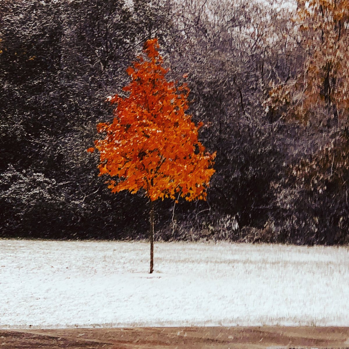 Lake Bluff Middle’s sacred soccer tree didn’t get the memo. <a href="/LBMS65/">Lake Bluff Middle</a> <a href="/LakeBluffSD65/">Lake Bluff ESD 65</a> #burningstrong
