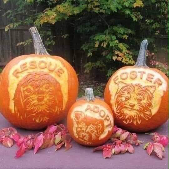 TraceeCullen's tweet photo. #adoptpups #indianpups #1tomorrow #halloween #samahain #puppyrescue #halloween2019 #unconditionallove #puppylove https://t.co/wA9Gy3BhOX