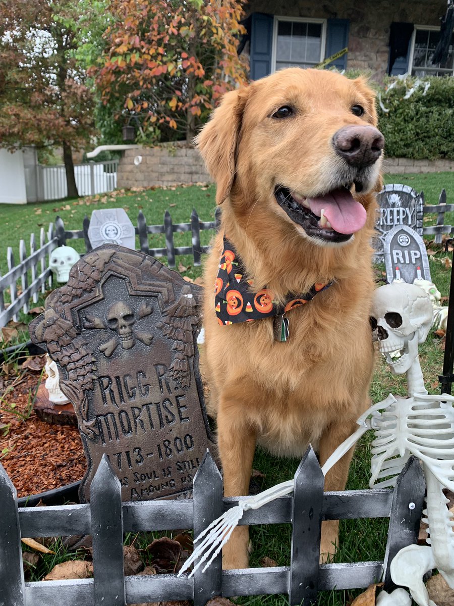 Jax29358527's tweet photo. Happy Halloween https://t.co/YUJx5UZ1bW