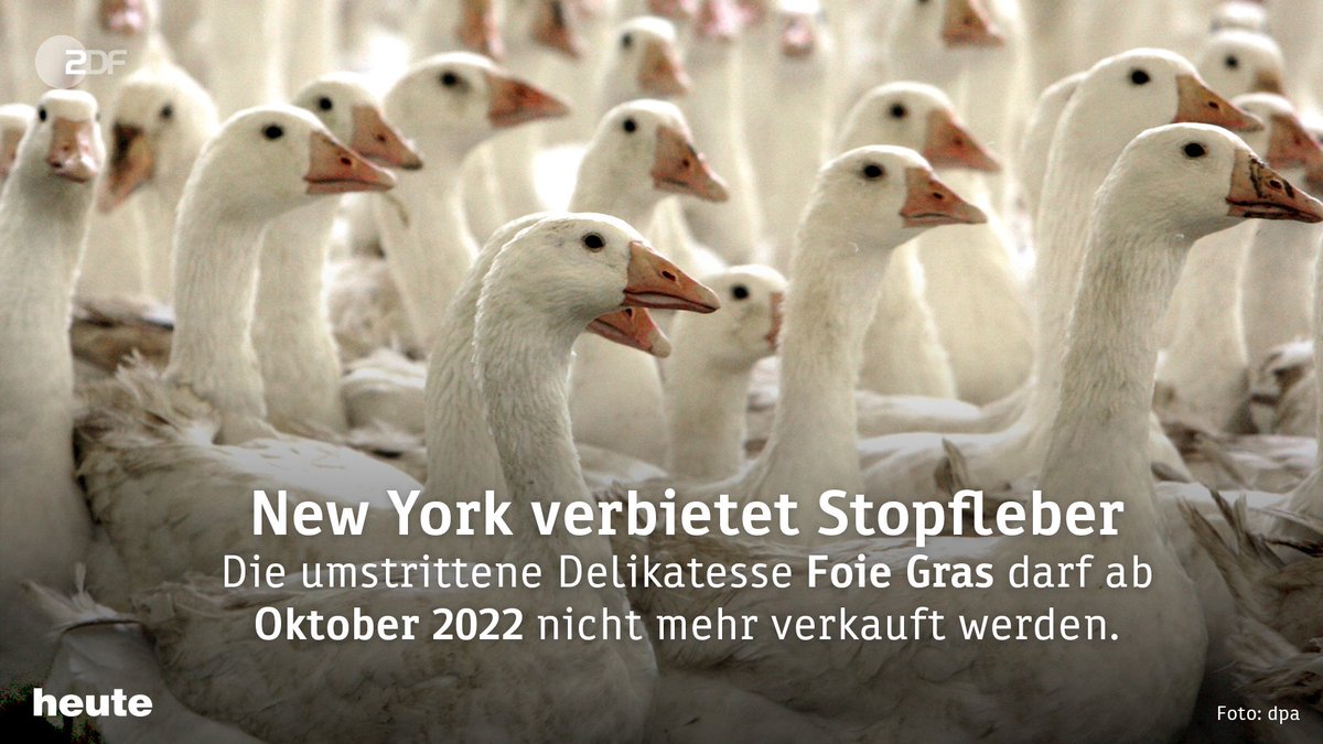 ZDF heute (@ZDFheute) on Twitter photo 2019-10-31 14:13:00 #FoieGras gilt als Delikatesse, doch Tierschützer beklagen, dass Enten und Gänse bei der Mästung leiden müssen. Jetzt hat der Stadtrat von New York für ein Verbot gestimmt. Bei Zuwiderhandlungen sollen Strafen von bis zu 2.000 Dollar drohen. #FoieGras gilt als Delikatesse, doch Tierschützer beklagen, dass Enten und Gänse bei der Mästung leiden müssen. Jetzt hat der Stadtrat von New York für ein Verbot gestimmt. Bei Zuwiderhandlungen sollen Strafen von bis zu 2.000 Dollar drohen.