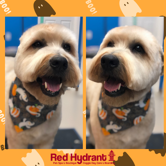 Red_Hydrant_Spa's tweet photo. 🎃 Fiona wants to wish everyone a #HappyHalloween 🎃⁣
⁣
Does your pup need a costume today? Stop in to the Boutique any time today to grab a Halloween bandana for your furry friend! ⁣ https://t.co/ibHnl5pIt6