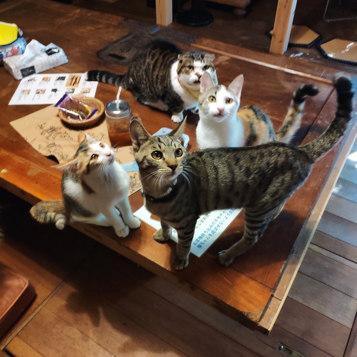 猫カフェなーご 愛知 長久手 14周年 愛知県長久手市 猫の譲渡会のお知らせ 11月16日 土 13時30分 長久手 市役所すぐ隣の長久手エコハウスにて開催 子猫 大人猫 なーごからも募集中の子を数匹参加予定です どなた様も見学可 市役所の無料駐車場