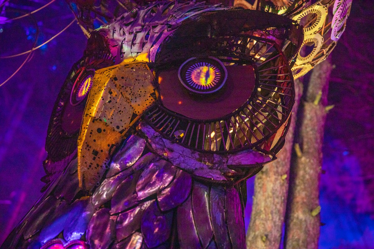 Night owls thrive in The Forest. ⚡🌲 #ElectricForest