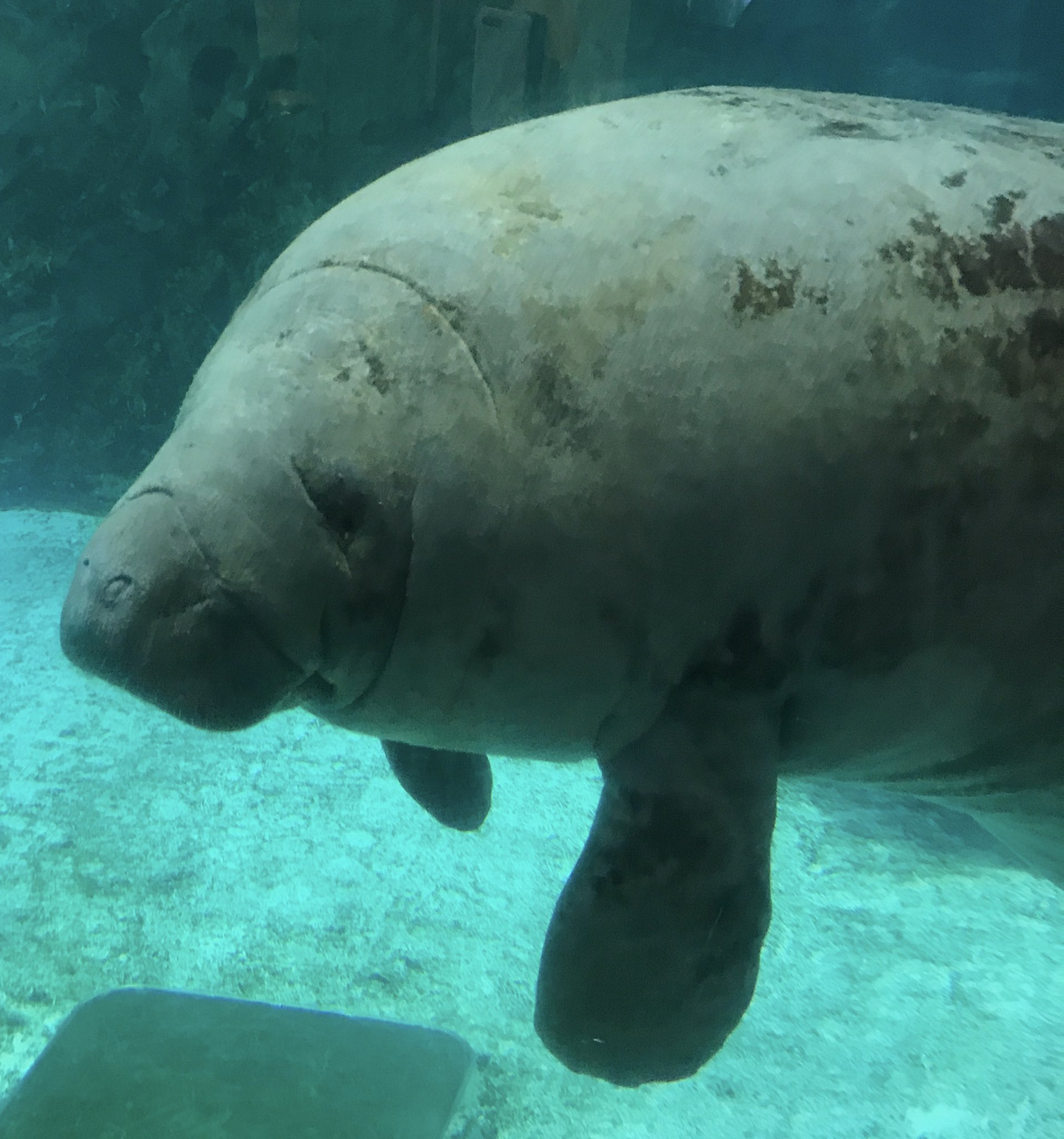 マナやん 新屋島水族館 公式 人類よ 今こそ本気で考えろ 新屋島水族館 地球環境を考える動物たちを代表してマナやんがみんなに言いたいことらしい 小さなことからコツコツと 西川きよしさんの名言は心に響くマナ T Co Wsk8ihzqg5 Twitter