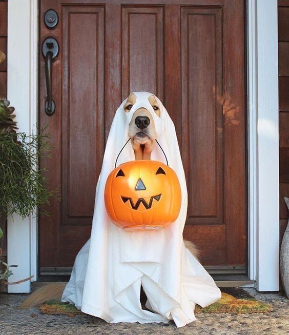 QALORing's tweet photo. Happy Halloween! π #QALOdogs https://t.co/lejpX6H4gz