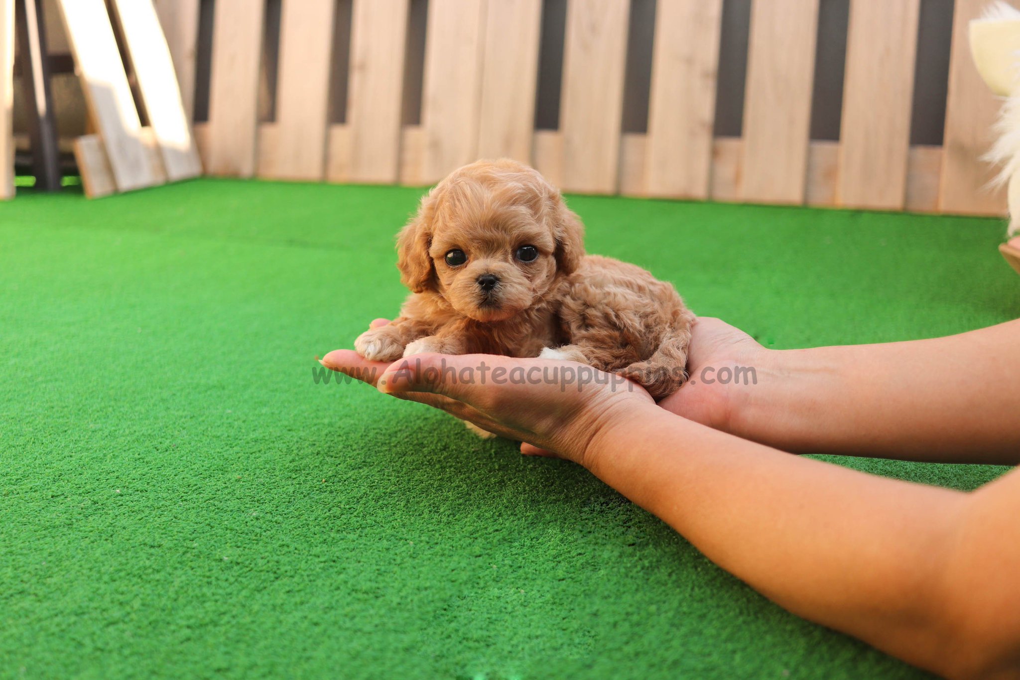 teacup maltipoo