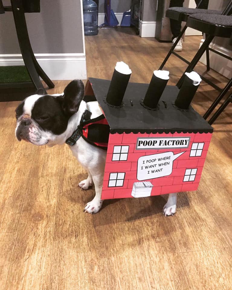 readytogoclinic's tweet photo. Happy Halloween from the Readytogo Team and Wrinkles! 💚 #Halloween #readytogomedicalclinic #drhartmedicine #medicalcannabis #DogsofTwittter https://t.co/aQSyUAOXiA