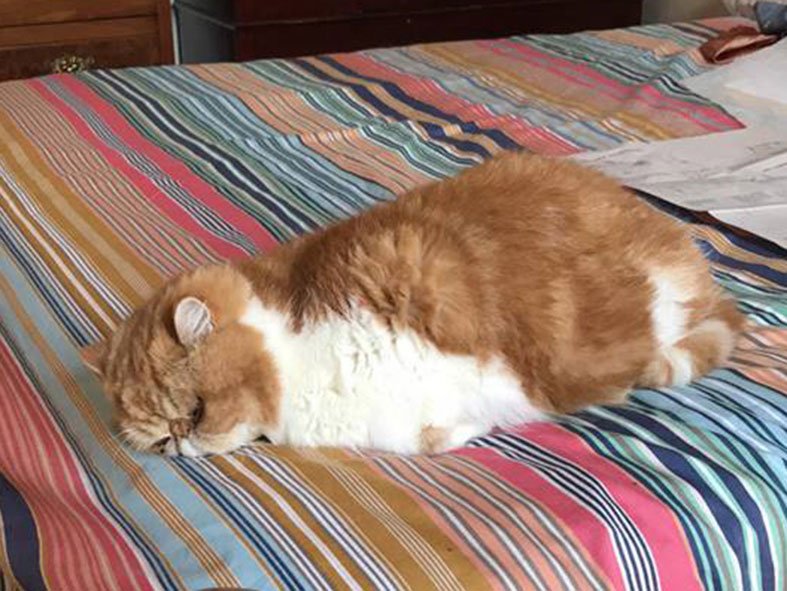 schoolbritpod's tweet photo. #BritainHasExploded

Our producer Gremlin recommends you keep to your bed. https://t.co/uai8WcOT3j