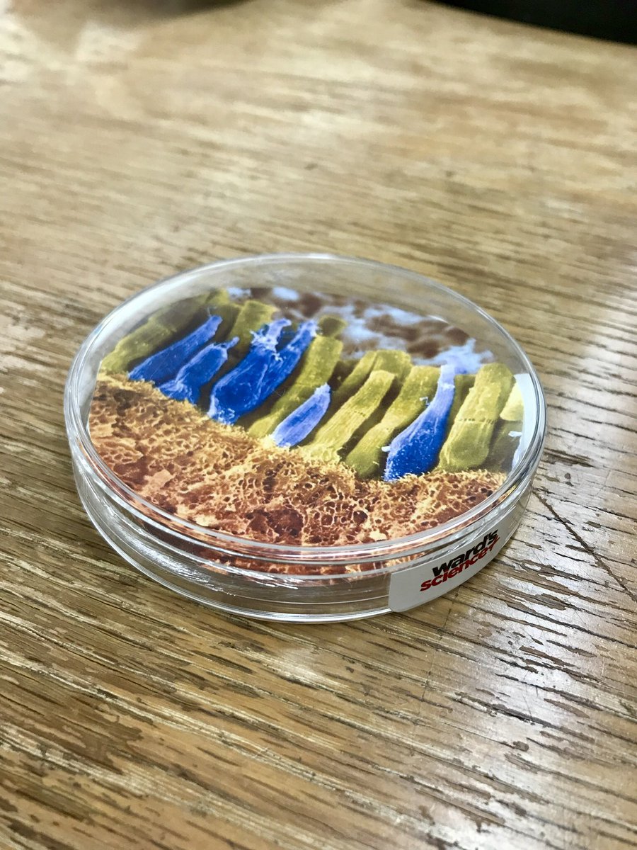 Prepping these cute cells for my <a href="/TXScienceSTAT/">Science Teachers Association of Texas (STAT)</a> presentation!  Thanks to <a href="/WardsScience/">Ward's Science</a> for donating a crazy # of Petri dishes for you all to make your own! 11/21/19 at 10:30am.