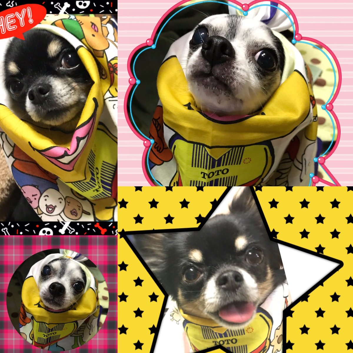 Ange95191999's tweet photo. 💛❤️Happy Halloween💛❤️
うちの子達の仮装(?)は、ギラサポさんにしか分からないね😆😆
#happyhalloween
#giravanz
#おでんくん
#disquise https://t.co/vSxUDHiwRc