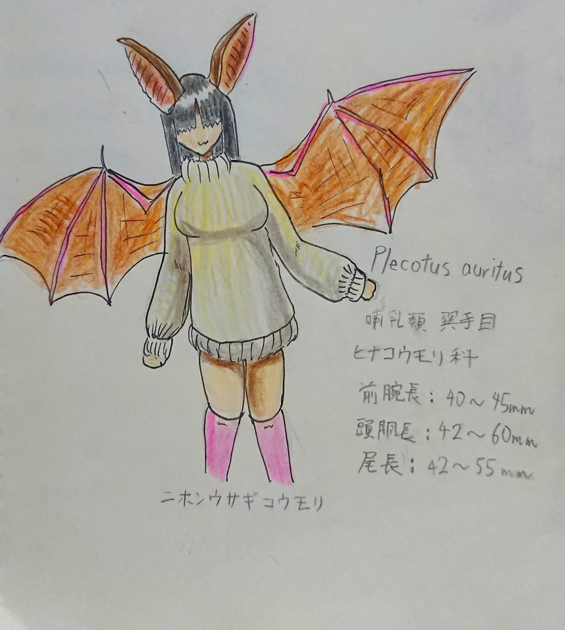 さとし工房 Twitterissa 日本列島生物擬人化シリーズ ハロウィン オリキャラ コウモリ ウサギコウモリ ハロウィンにはコウモリ が登場するので オリキャラにニホンウサギコウモリを追加しました