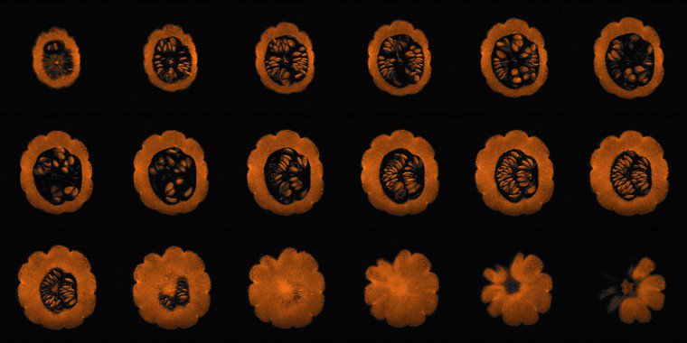 Happy Halloween, ya filthy animals! Enjoy this MRI of a pumpkin, created by Alexandr Khrapichev.

Wellcome Collection