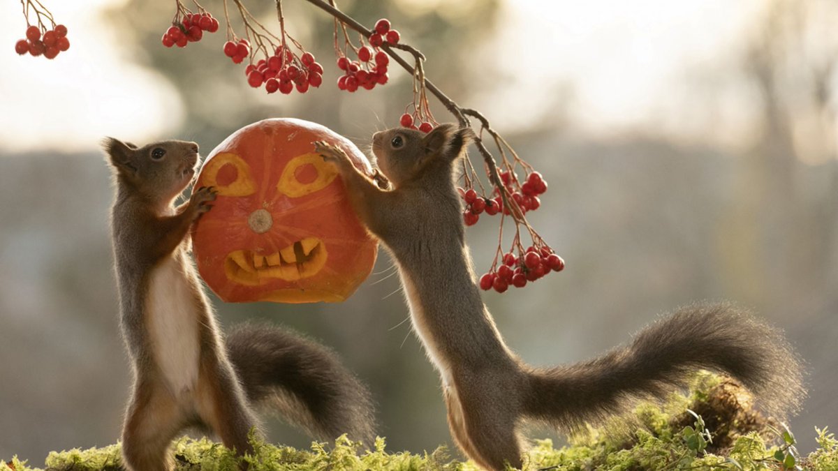 TrueFaxReport's tweet image. #HappyHalloween2019