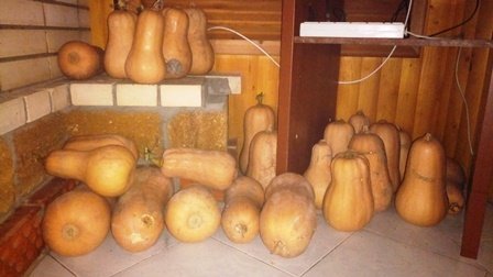 Tezska1's tweet image. Кубань. Привез с колхозного поля тыквы по 3 руб за кг. (3 за кг, Карл!) Что еще у нас продается за 3 руб?
Из тыквы и моркови пьем фреш. До НГ хватит. Из личного опыта: зрение улучшается, морда лица приобретает оранжевый оттенок. #мойдом