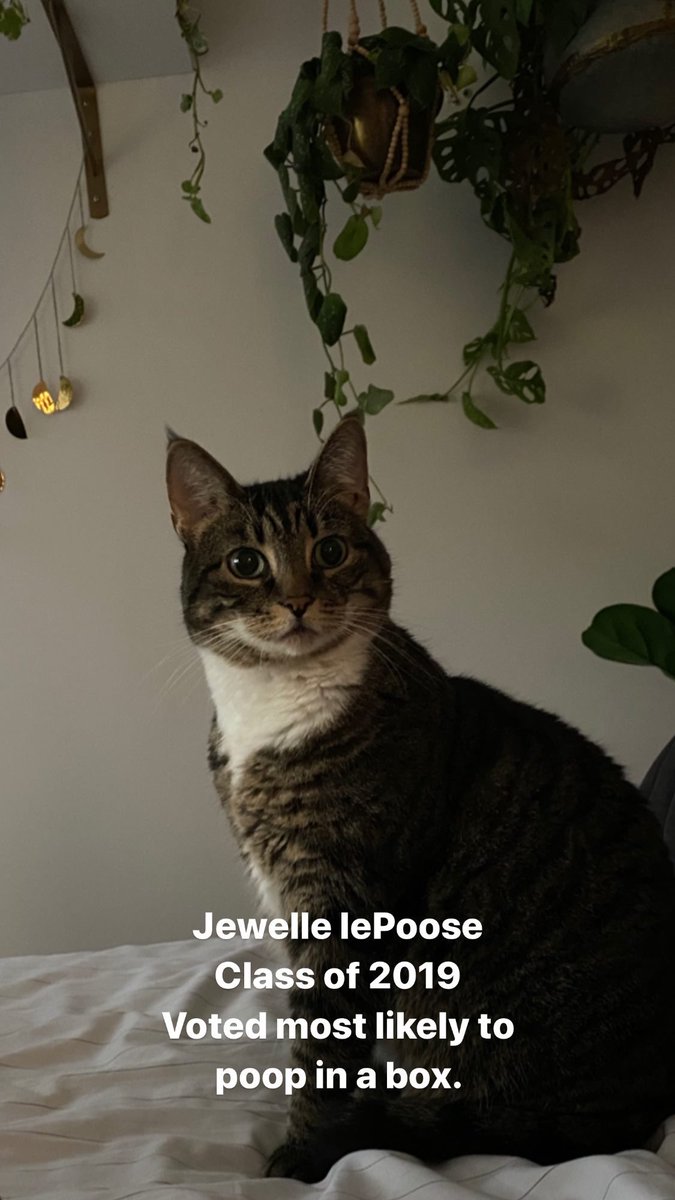 erikalaurenluvs's tweet photo. My cat looked like she was posing for a school portrait... https://t.co/WX262vz4w3