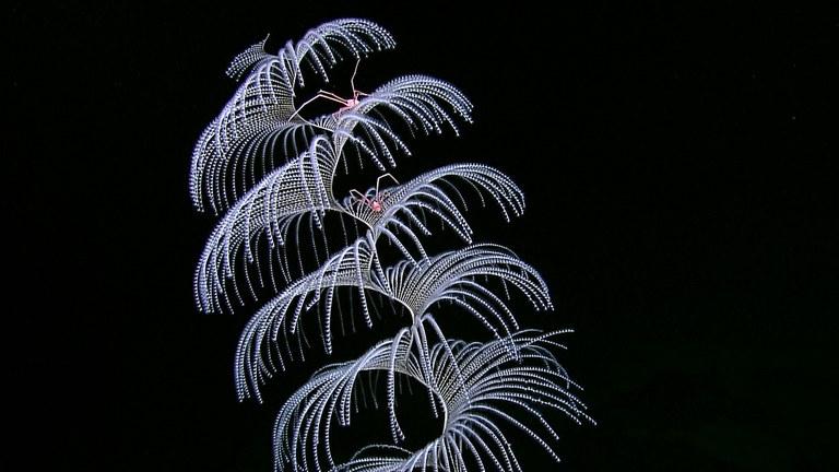 NOAA Coral Program tweet media