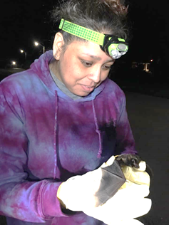 NDEPSCoR's tweet photo. Bats are pollinators 🦇🌱

Senior Kimberlee Blevins @UnitedTribesND is analyzing the pollen found in bat droppings to figure out which plants they pollinate in #NorthDakota, important information for our agricultural state

#BatWeek2019 #BatFacts #Nodak 

https://t.co/aFqPGm64uK https://t.co/87chu6feO4