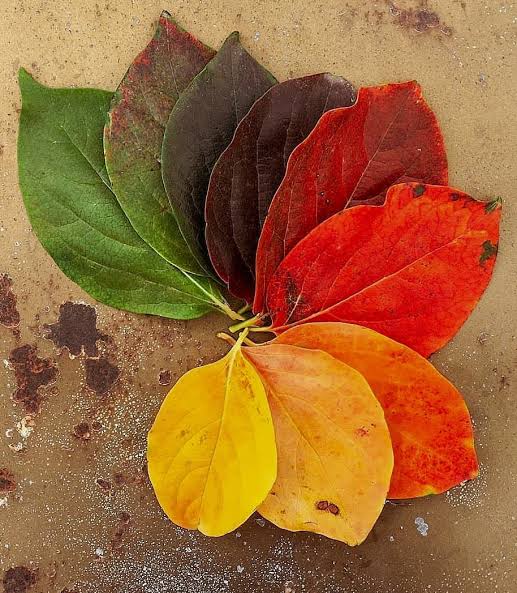 Hello winter..!🤗 Fall time...so many colors before the good bye Why can't human beings part so colorful Change is Beautiful  🍂🍃 fall leaf colorful autumn season leaves ...!
Hello November...! #Autumn #Fevseason #Dryleaves🍁🍂 #Winterfall #Brithdaymonth😇 #Cozymonth🤗