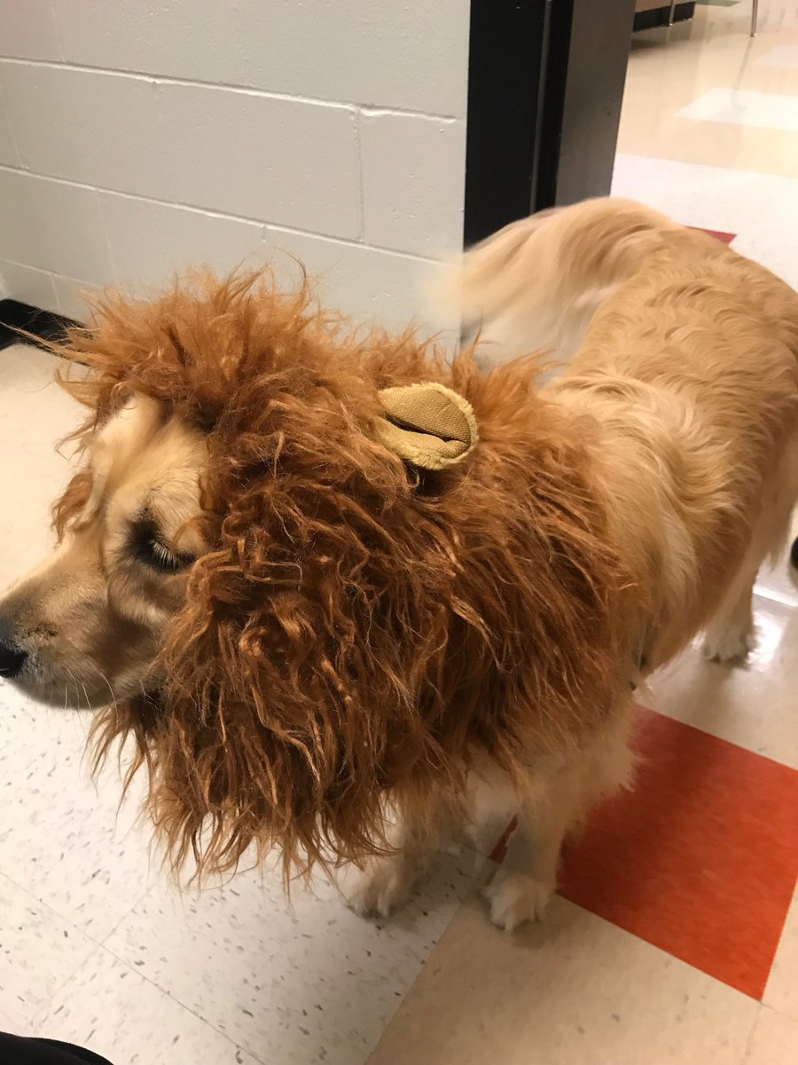 Pumpkin carving with a lion #Allin4theVille ⁦<a href="/SHS_M_A_P_S/">Ville MAPS Program</a>⁩ ⁦<a href="/TanyaEMcDonald/">Dr. Tanya McDonald</a>⁩ ⁦<a href="/scotthade/">Scott E. Hade</a>⁩