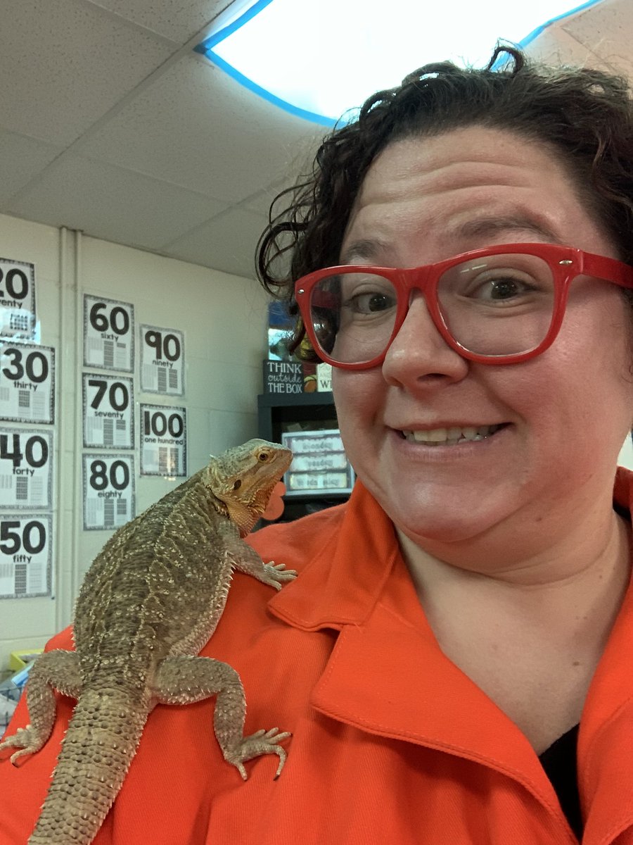 teacherofSTEAM's tweet photo. Talking about animal characteristics today and Dino got to participate too! Beardy shelfie!  #classpet #classdragon #classpetsrule https://t.co/7oWYQytRke